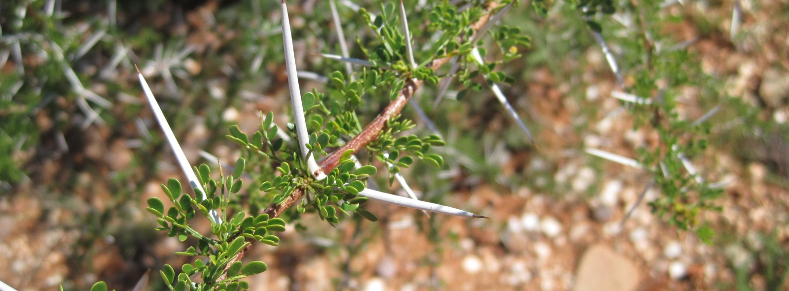 40-dagentijd Lijdenstijd